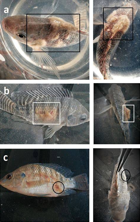 Parasitic Diseases Of Tilapia - The Fish Site - raincitystudios.com