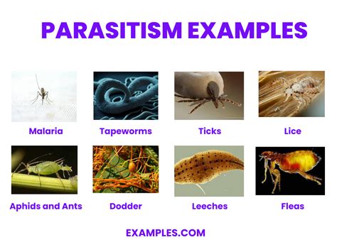 Parasitism | Definition & Examples | Britannica - muktibox.com