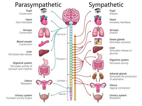 Parasympathetic System - Physiopedia - muktibox.com