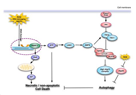 PARP-1 promotes autophagy via the AMPK/mTOR …