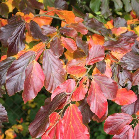 Parrotia persica - Growing Guide - Burncoose Nurseries - raincitystudios.com