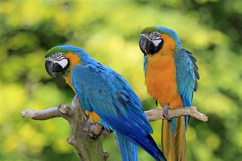 PARROTS & CROWS - Posts Facebook