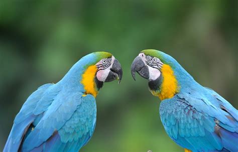 Parrots - Anne Hall Antique Prints - muktibox.com