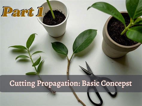 Part 2: Propagation by stem cuttings | OLCreate - OpenLearn - raincitystudios.com
