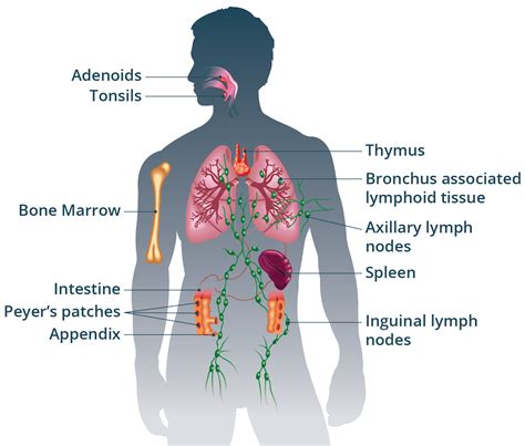 Parts of the Immune System - Children's Hospital of Philadelphia - muktibox.com