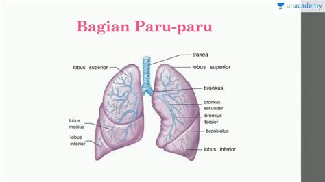 Paru-paru - Wikipedia bahasa Indonesia, ensiklopedia … - muktibox.com