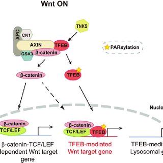 PARsylated transcription factor EB (TFEB) regulates the