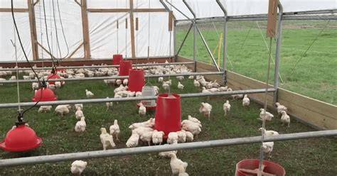 Pasturebird Pasture Raised Poultry - raincitystudios.com
