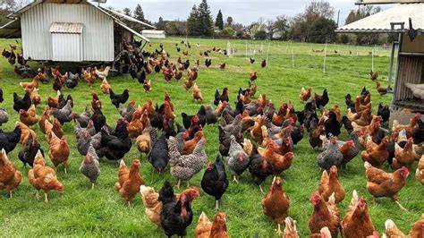 Pastured Chicken | Meat Shop Bellingham Washington | Spring Creek ... - raincitystudios.com
