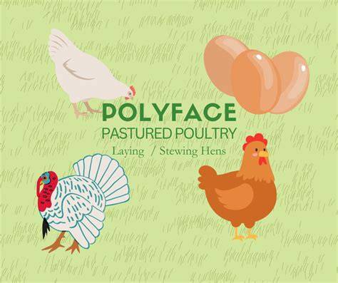 Pastured Poultry: The Polyface Farm Model - raincitystudios.com