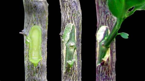 Patch Budding to Replace or add New Fruit Varieties - raincitystudios.com