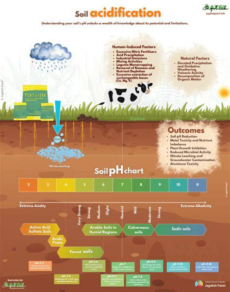 Patterns and mechanisms of soil acidification in the … - raincitystudios.com