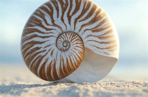 Patterns in nature - wintechmobiles.com