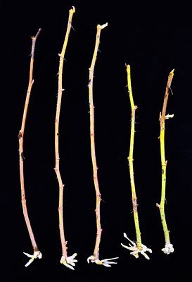 Paul Barden Roses: Hardwood cuttings of roses. - raincitystudios.com