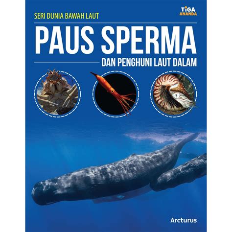 Paus Sperma, Jagoan Bawah Laut - Penjaga Laut - raincitystudios.com
