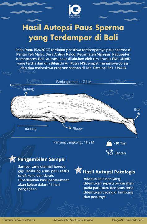 Paus sperma - Wikipedia bahasa Indonesia, … - raincitystudios.com