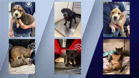 PAWS Chicago to bring 30-plus rescued dogs and cats from tornado-ravaged Tennessee