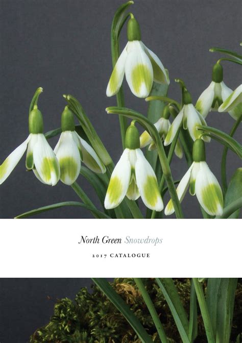 PAYMENT DETAILS CARD PAYMENT North Green Snowdrops …