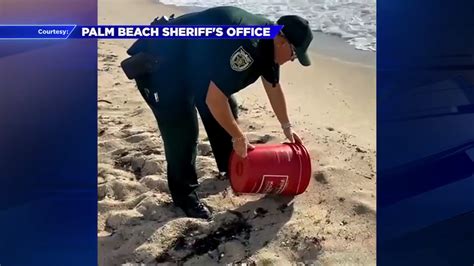 PBSO deputies rescue and release turtle hatchlings found near South Palm Beach road