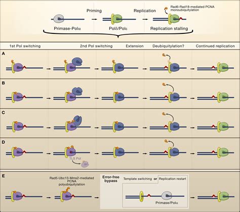 PCNA, the Maestro of the Replication Fork - Cell