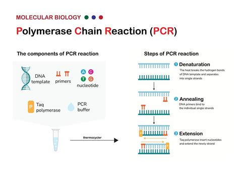 PCR Basics - Thermo Fisher Scientific - US - muktibox.com