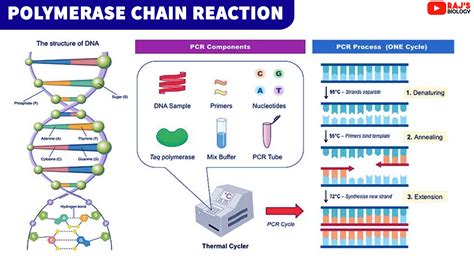 PCR definition of PCR by Medical dictionary