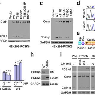 PCSK6-mediated corin activation is essential for normal blood