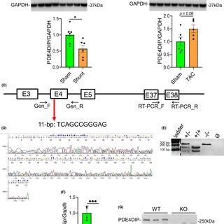 PDE4DIP phosphodiesterase 4D interacting protein