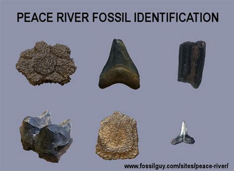 Peace River Fossil Identification - muktibox.com