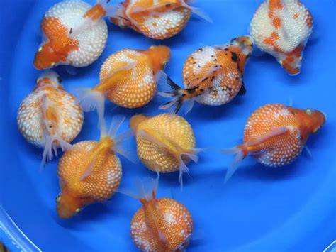 Pearlscale Goldfish Care Guide: Lifespan, Breeding - raincitystudios.com
