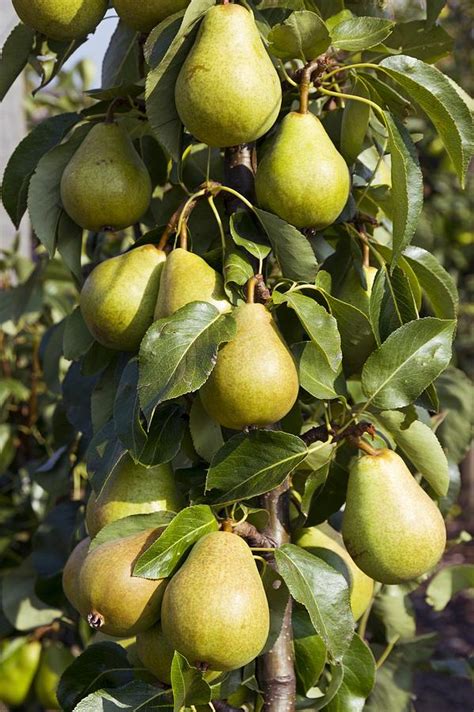 PEARS - Science & Medicine