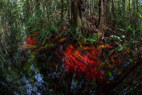 Peat swamp forest - raincitystudios.com