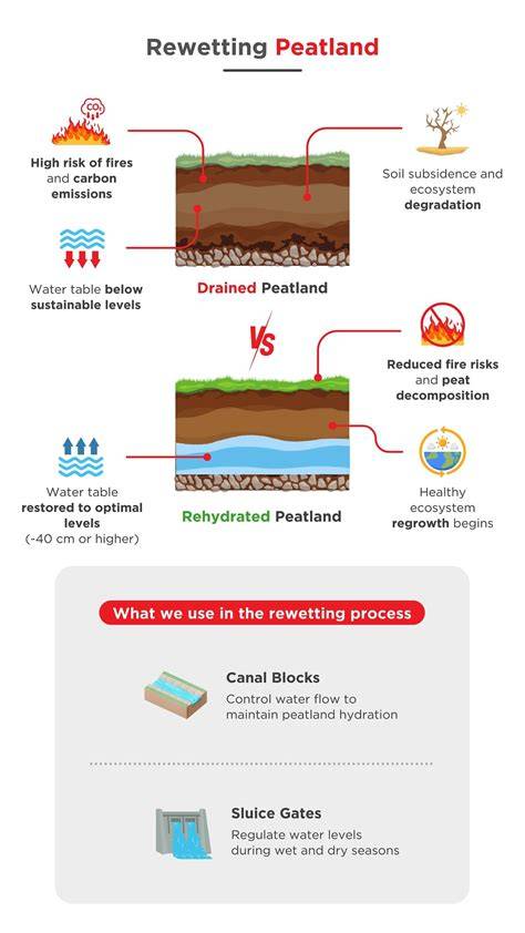 Peatland restoration and rewetting methodologies - Ramsar - raincitystudios.com