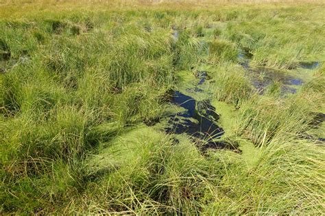 Peatlands – overlooked, undervalued, untapped - Wetlands International - raincitystudios.com