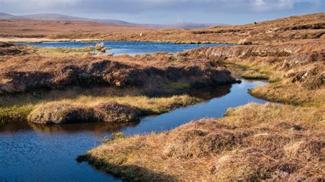 Peatlands and marshes, remarkable wetlands - raincitystudios.com