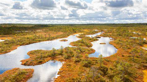 Peatlands and wetlands - Nature - raincitystudios.com