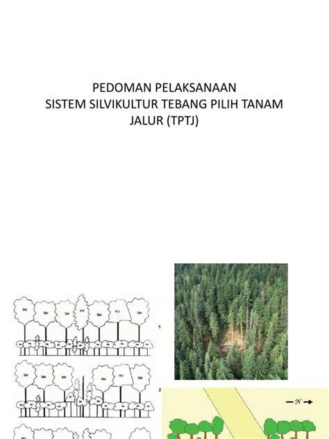 Pedoman Sistem Silvikultur TPTJ - raincitystudios.com