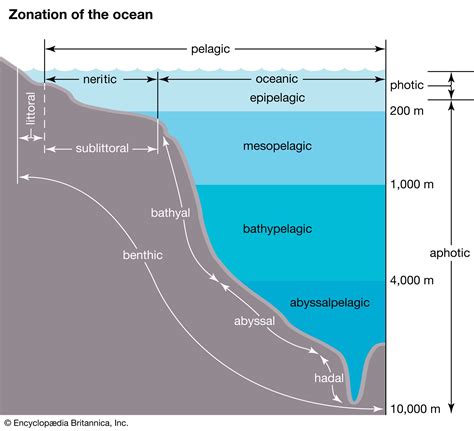 Pelagic Biome - Untamed Science - raincitystudios.com