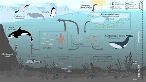 Pelagic Ecosystem - an overview | ScienceDirect Topics - raincitystudios.com