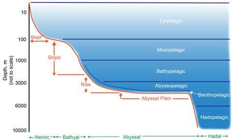 Pelagic Specie - an overview | ScienceDirect Topics - raincitystudios.com
