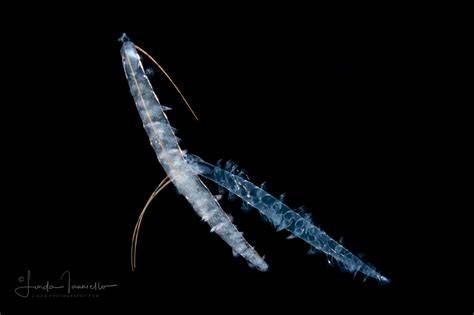Pelagic Worm royalty-free images - Shutterstock - raincitystudios.com