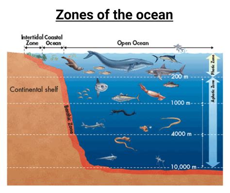 Pelagic zones and their inhabitants | Marine Biology Class... | Fiveable - raincitystudios.com