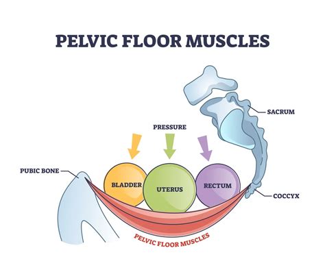 Pelvic Care - UW Medicine - muktibox.com
