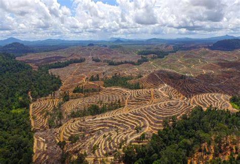 Pemahaman mengenai Deforestasi dan Ancaman … - raincitystudios.com
