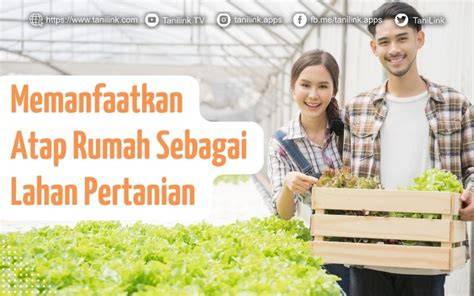 Pemanfaatan Atap Rumah sebagai Lahan Pertanian - raincitystudios.com