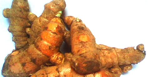 Pemanfaatan dan kandungan kunyit (Curcuma domestica ... - UIN … - muktibox.com