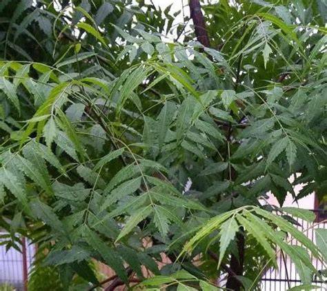 Pemanfaatan Daun Mimba (Azadirachta indica) Sebagai Pestisida Nabati ... - raincitystudios.com
