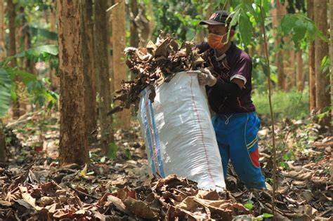 Pemanfaatan Limbah Daun Jati - raincitystudios.com