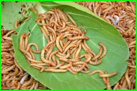 Pemanfaatan Ulat Hongkong (Mealworm) dalam Pengolahan Sampah Daun Jati ... - raincitystudios.com