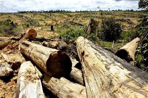 Pembalakan Liar Mengancam Meru Betiri - ANTARA … - raincitystudios.com